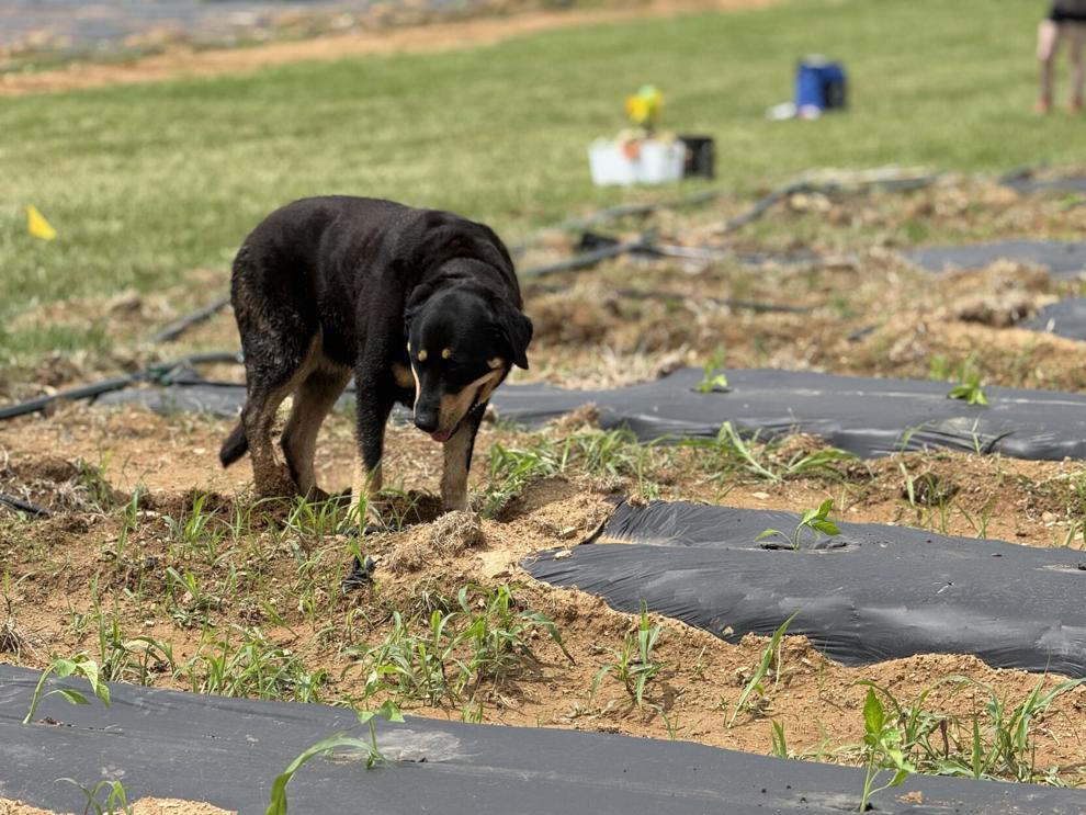 Dog at farm